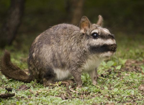 Animales de la Patagonia - Vizcacha