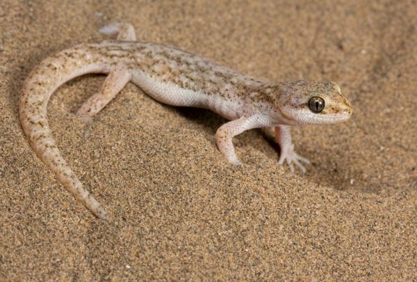 Animales de la Patagonia - Gecko de Darwin