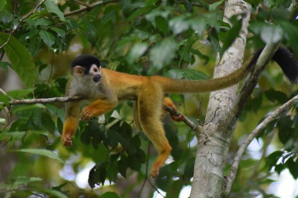 Monos en peligro de extinción - Mono ardilla de América Central (Saimiri oerstedii)