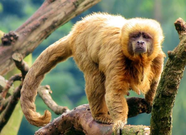 Monos en peligro de extinción - Capuchino rubio (Sapajus flavius) 