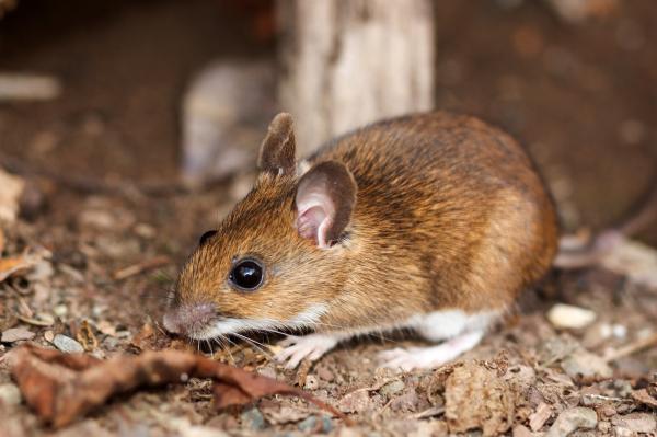Especies endémicas de Yucatán - Ratón yucateco (Peromyscus yucatanicus)