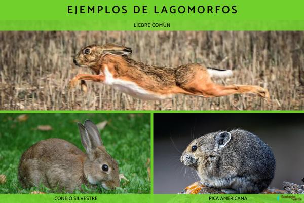 Lagomorfos: ejemplos y características - Ejemplos de lagomorfos 