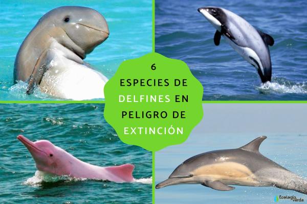 6 Endangered Dolphin Species: Names, Habitats, and How to Help