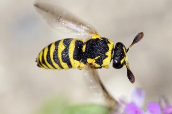 Tipos de avispas - Masarinae