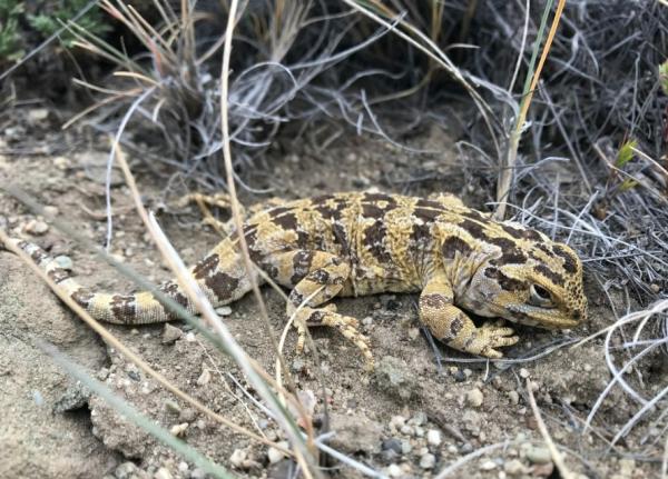 Animales de la Patagonia - Lagarto cabezón