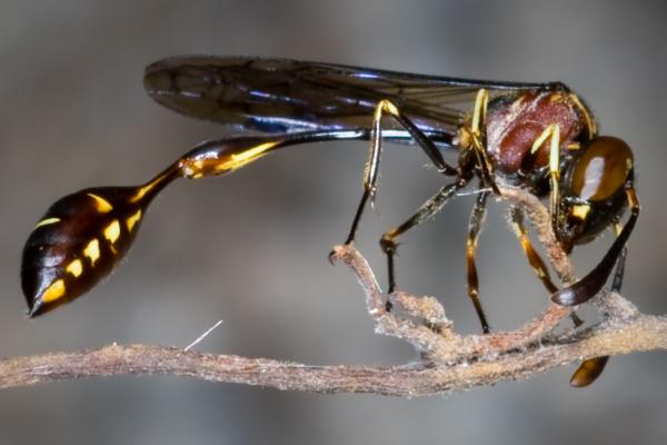 Tipos de avispas - Stenogastrinae