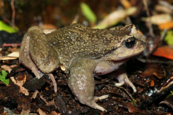 Animales de la Patagonia - Rana palmada de arroyo