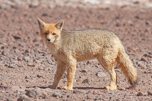 Animales de la Patagonia - Zorro colorado
