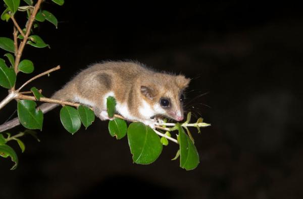 Animales de la Patagonia - Monito de monte 