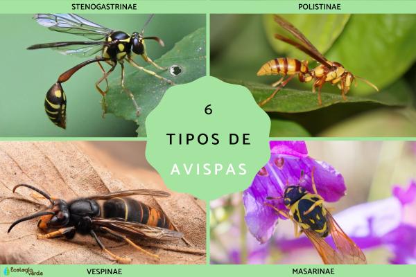 6 Common Types of Wasps: Names, Traits, and Categories Explained