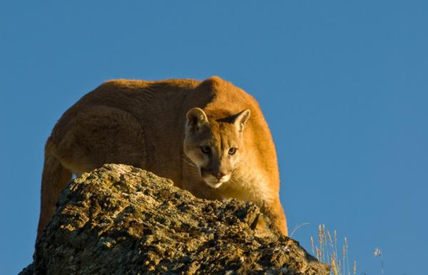 Por qué está el puma en peligro de extinción - Amenazas de los pumas