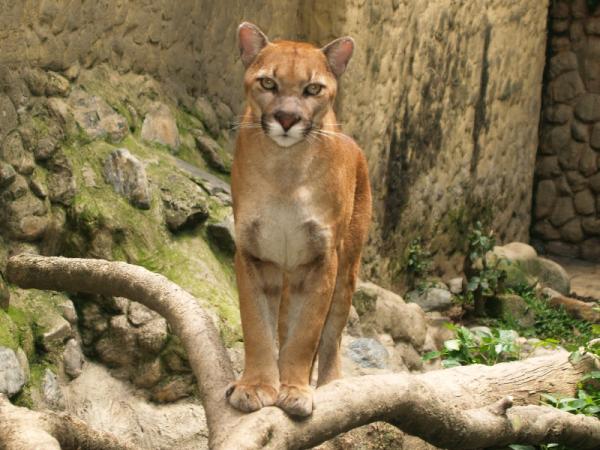 Animales de la Patagonia - Puma