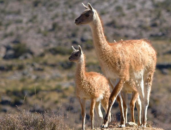 Animales de la Patagonia - Guanaco