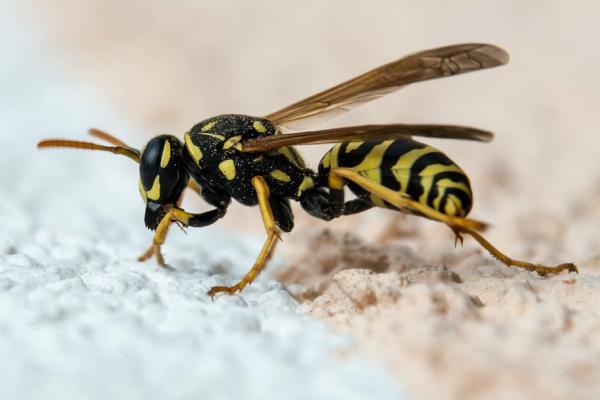 Tipos de avispas - Eumeninae