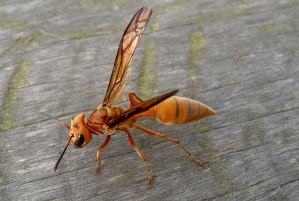 Tipos de avispas - Polistinae
