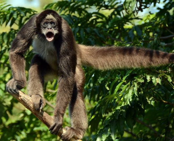 Monos en peligro de extinción - Mono araña pardo (Ateles hybridus) 