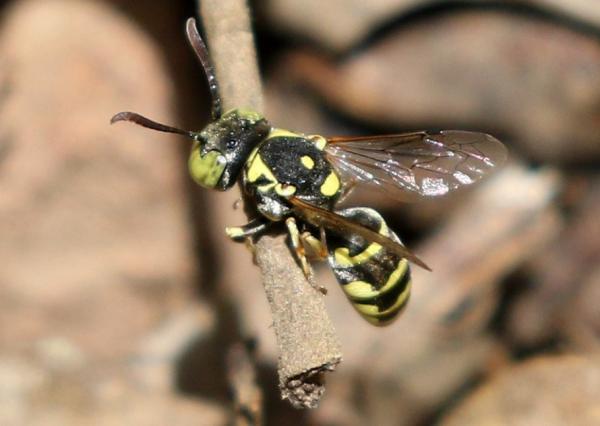 Tipos de avispas - Euparagiinae