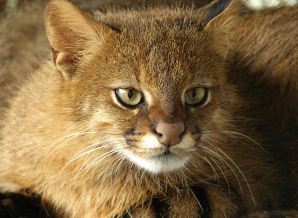 Animales de la Patagonia - Gato de pajonal