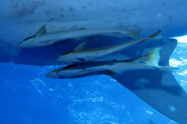 Remoras (Suckerfish): Unique Features, Habitat, Diet, and Their Relationship with Sharks