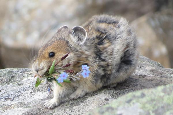 Lagomorphs: Characteristics, Examples, and Key Differences from Rodents