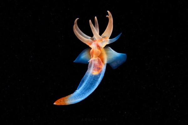 Sea Butterflies (Thecosomata): Features, Habitat, and Diet Explained