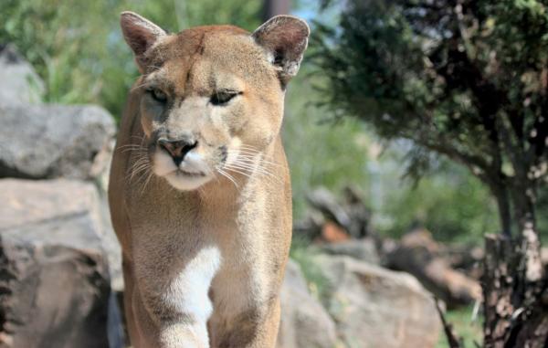 Por qué está el puma en peligro de extinción - ¿El puma está en peligro de extinción?