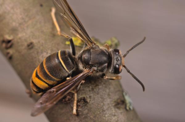 Tipos de avispas - Vespinae