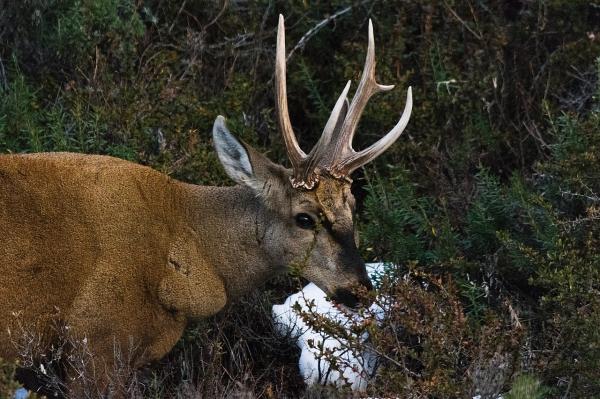 Animales de la Patagonia - Huemul