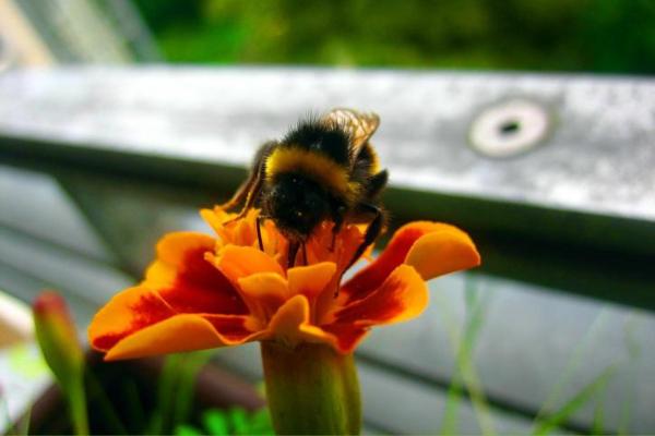 Animales en peligro de extinción en Puebla - Abejorro serrano (Bombus medius)