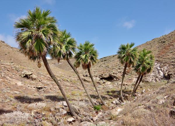 Especies endémicas de Baja California - Palma de Guadalupe o de abanico (Brahea edulis)