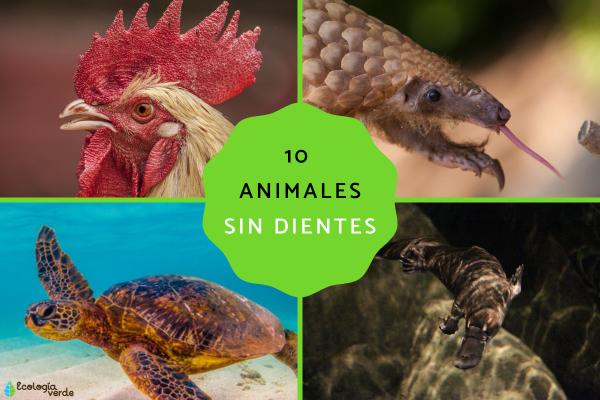 10 Toothless Animals and Their Fascinating Adaptations