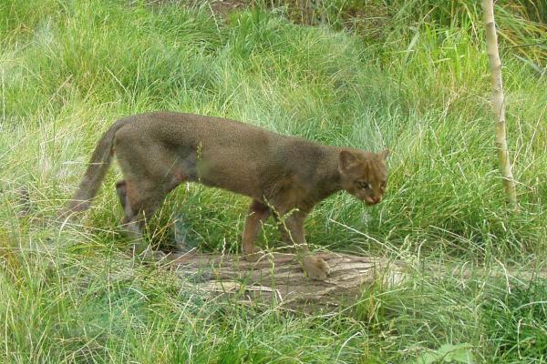 Animales en peligro de extinción en Guanajuato - Jaguarondi (Herpailurus yagouaroundi)