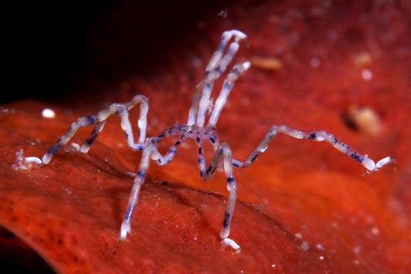 Sea Spiders: Features, Habitat, and Diet Explained