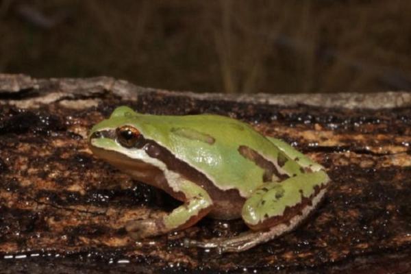 Animales en peligro de extinción en Puebla - Rana arborícola poblana (Sarcohyla charadricola)