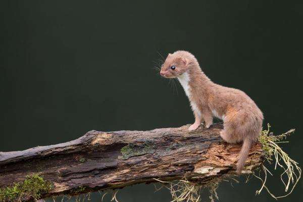 鼬科动物：它们是什么以及例子 - 鼬（Mustela nivalis）