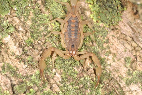 Animales venenosos de México - Alacranes (Centruroides sp.)