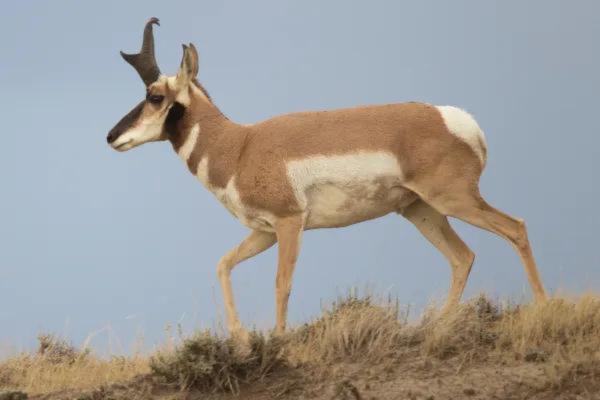 Animales en peligro de extinción en Guanajuato - Berrendo (Antilocapra americana)