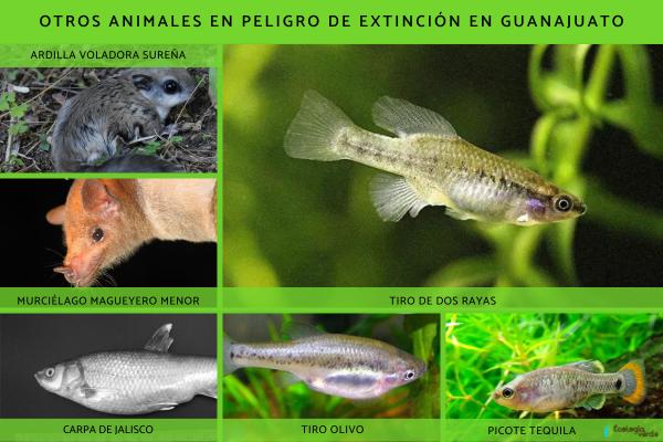 Animales en peligro de extinción en Guanajuato - Otros animales en peligro de extinción en Guanajuato