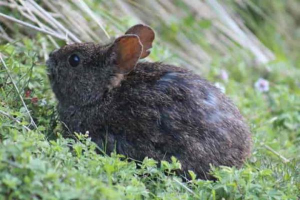Animales en peligro de extinción en Puebla - Teporingo (Romerolagus diazi)
