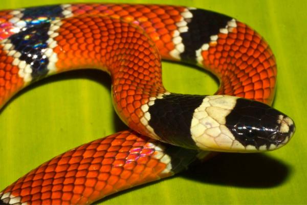 Animales venenosos de México - Coralillo (Micrurus distans)