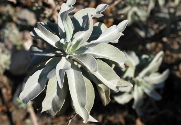 Especies endémicas de Baja California - Salvia blanca o salvia sagrada (Salvia apiana)