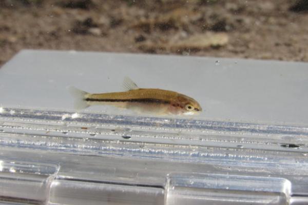 Animales en peligro de extinción en Puebla - Carpita del Atoyac (Notropis cumingii)