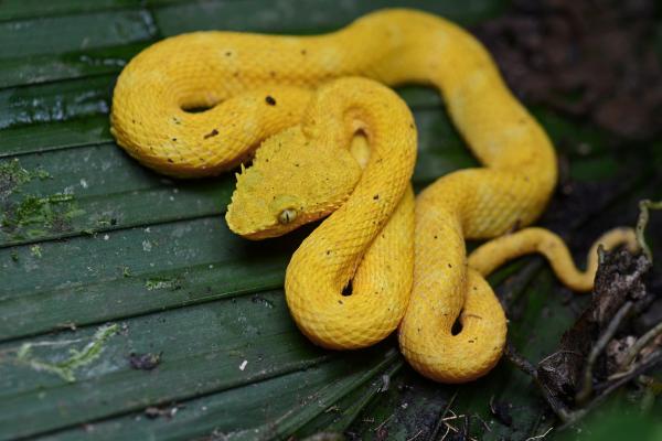 Animales venenosos de México - Crótalo cornudo (Bothriechis schlegelii)