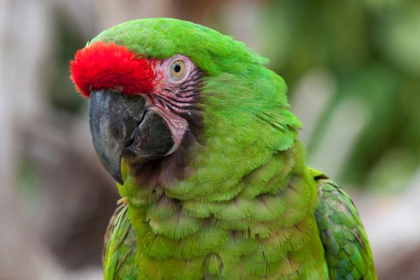Animales en peligro de extinción en Puebla - Guacamaya verde (Ara militaris)