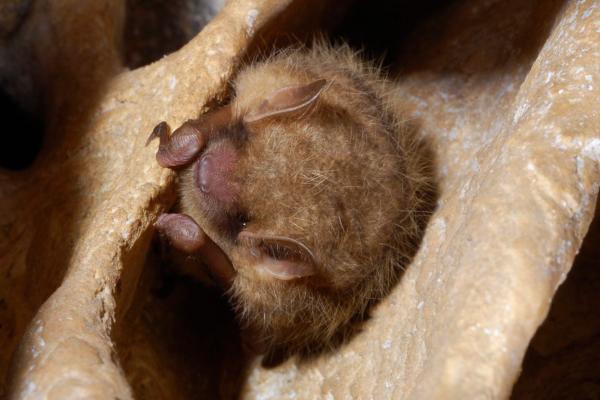 Animales en peligro de extinción en Guanajuato - Miotis mexicano (Myotis velifer)