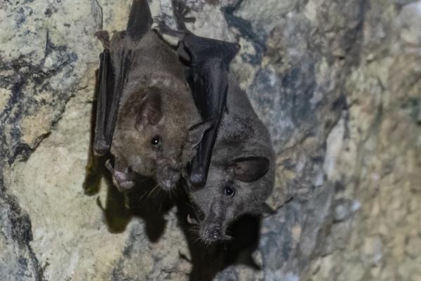Animales en peligro de extinción en Guanajuato - Murciélago hociquilargo (Choeronycteris mexicana)