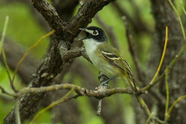 Animales en peligro de extinción en Guanajuato - Vireo de gorra negra (Vireo atricapilla)