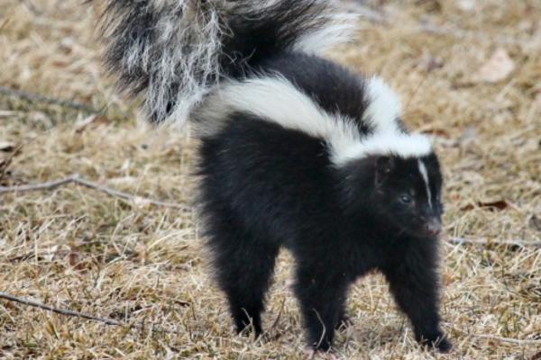Mustelids Uncovered：Definition, Key Traits & 10 Iconic Examples
