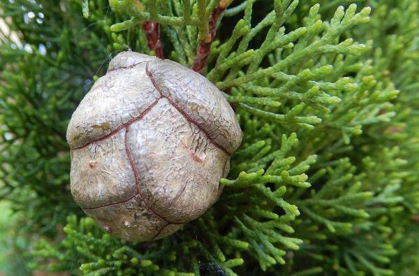 Especies endémicas de Baja California - Ciprés de Guadalupe (Cupressus guadalupensis)
