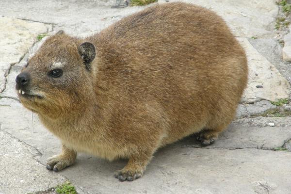 Animales ungulados: qué son, ejemplos y características - Damán del Cabo (Procavia capensis) 